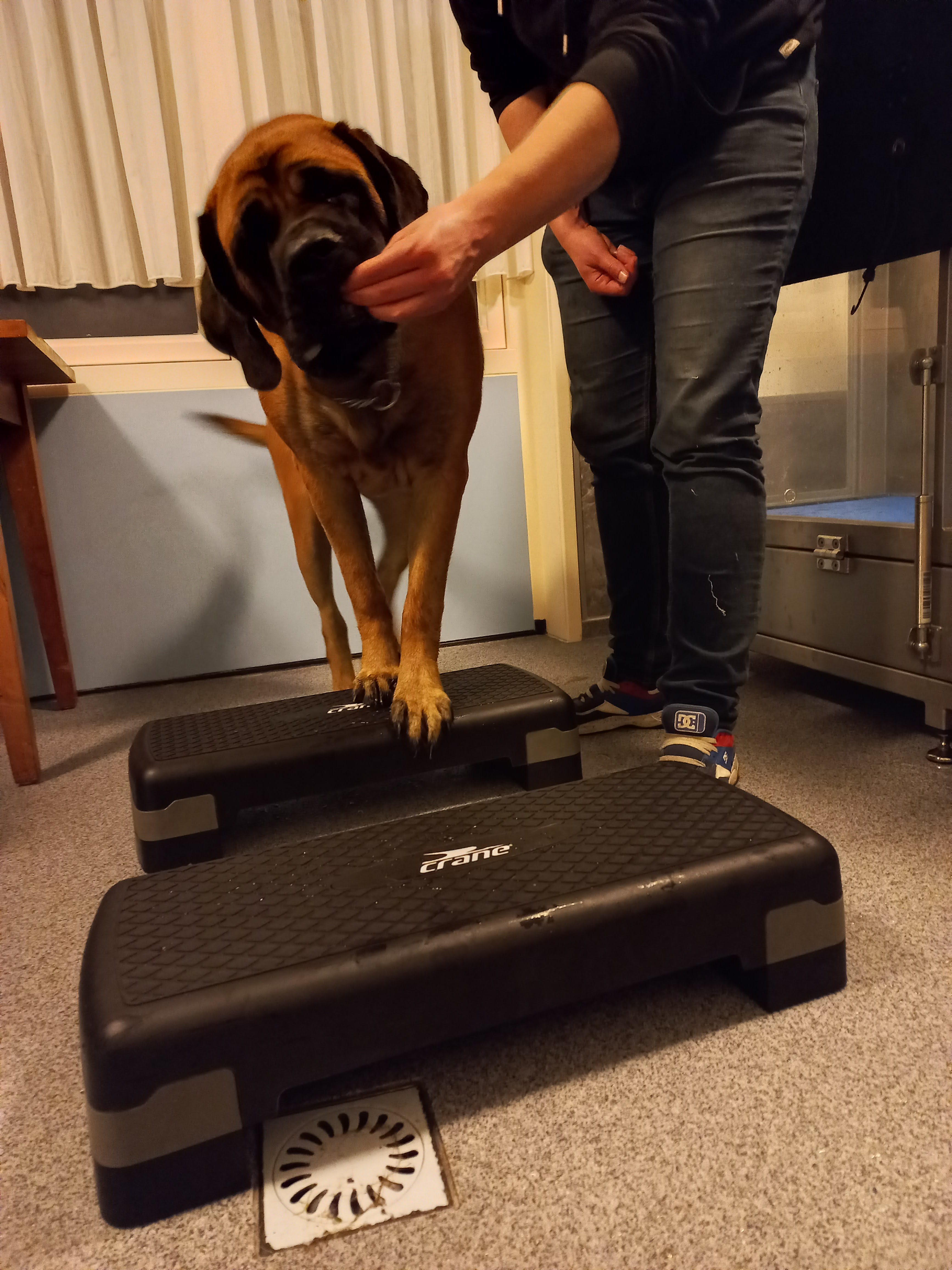 Fysiotherapie - hond