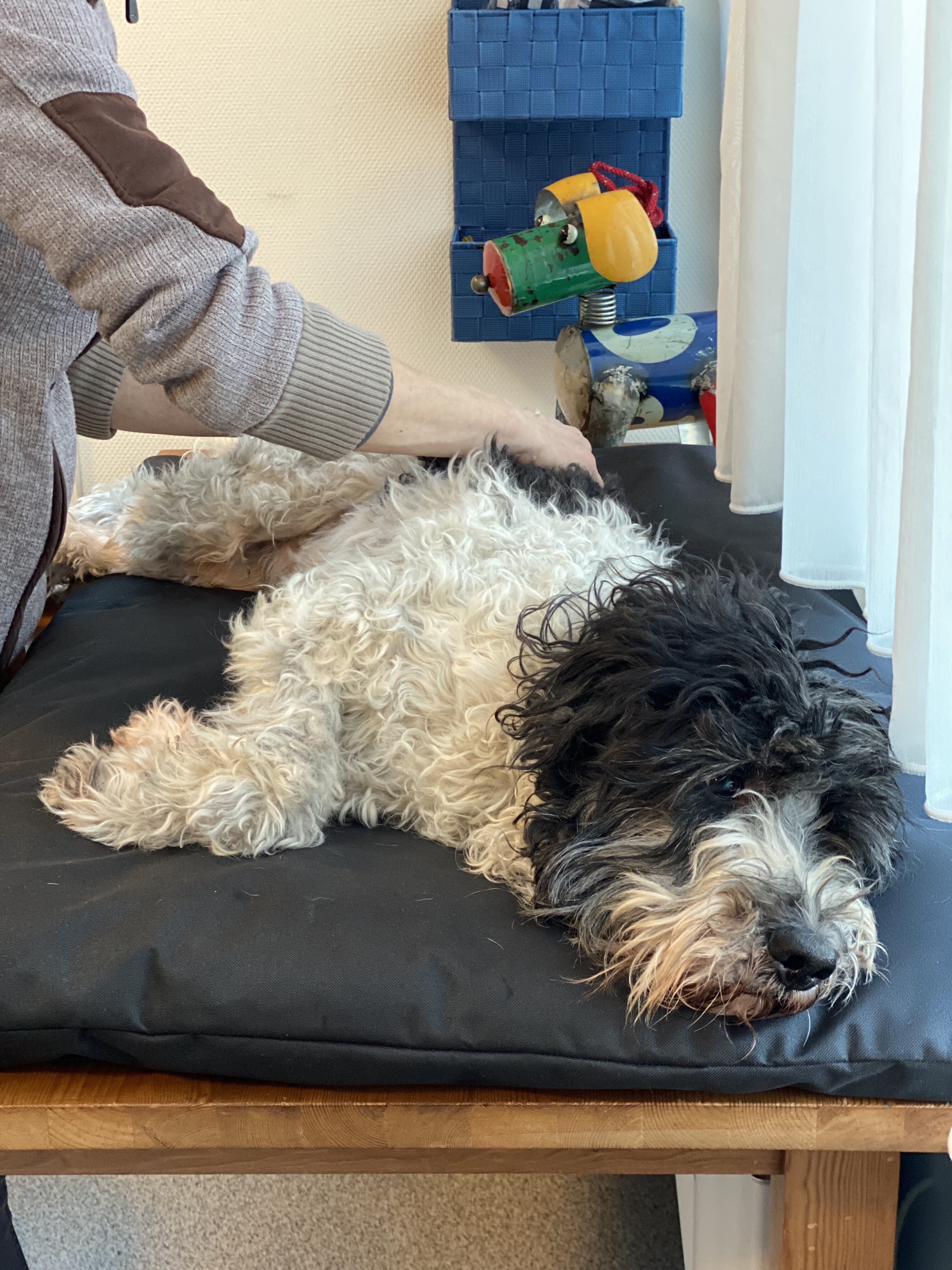 Osteopathie - hond ligt